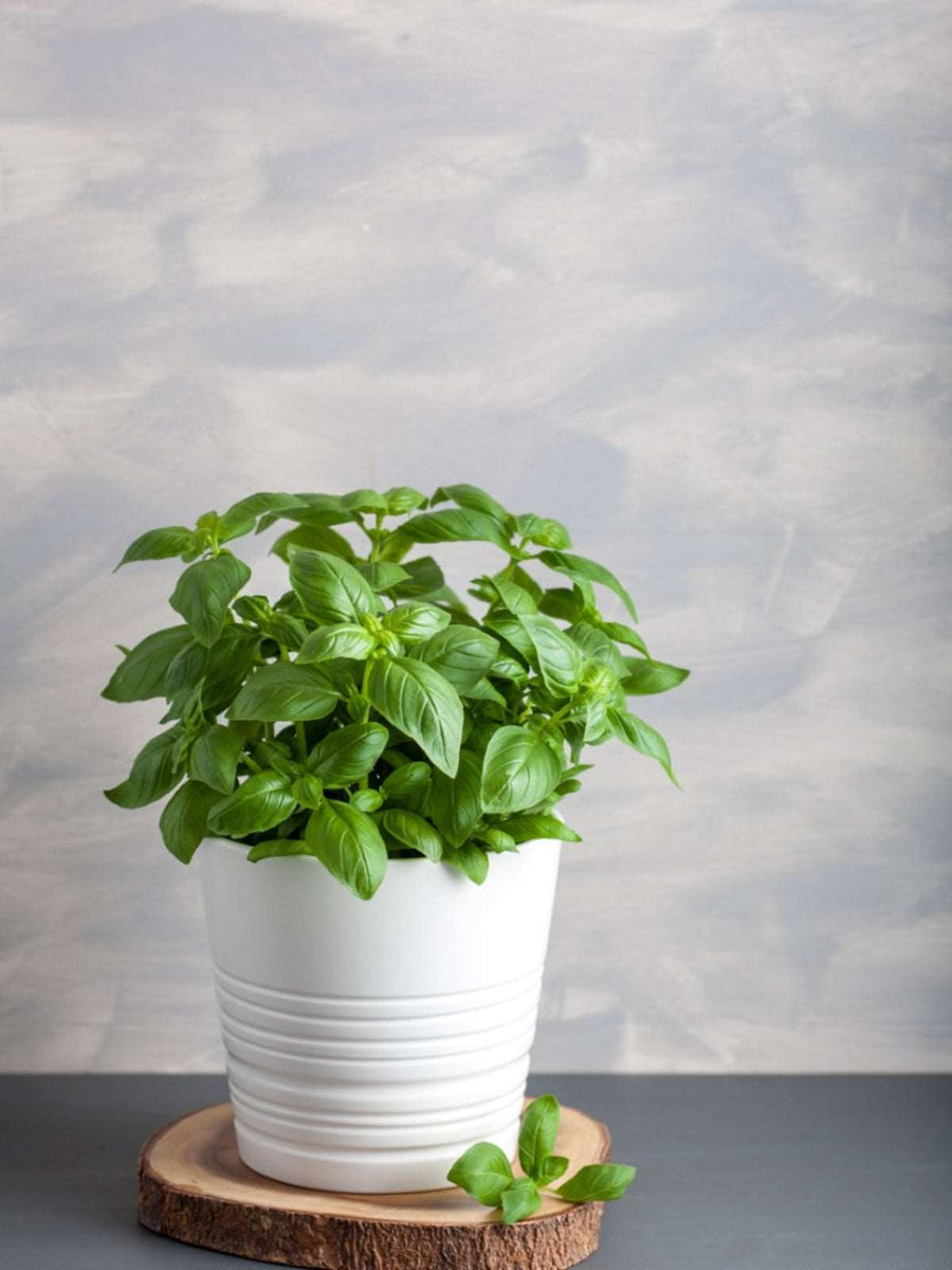 Sweet Basil Plant Sabja Plant