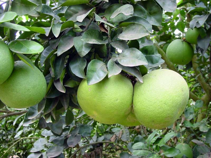 Grafted Pomelo - Pambalimas Fruit Plant.