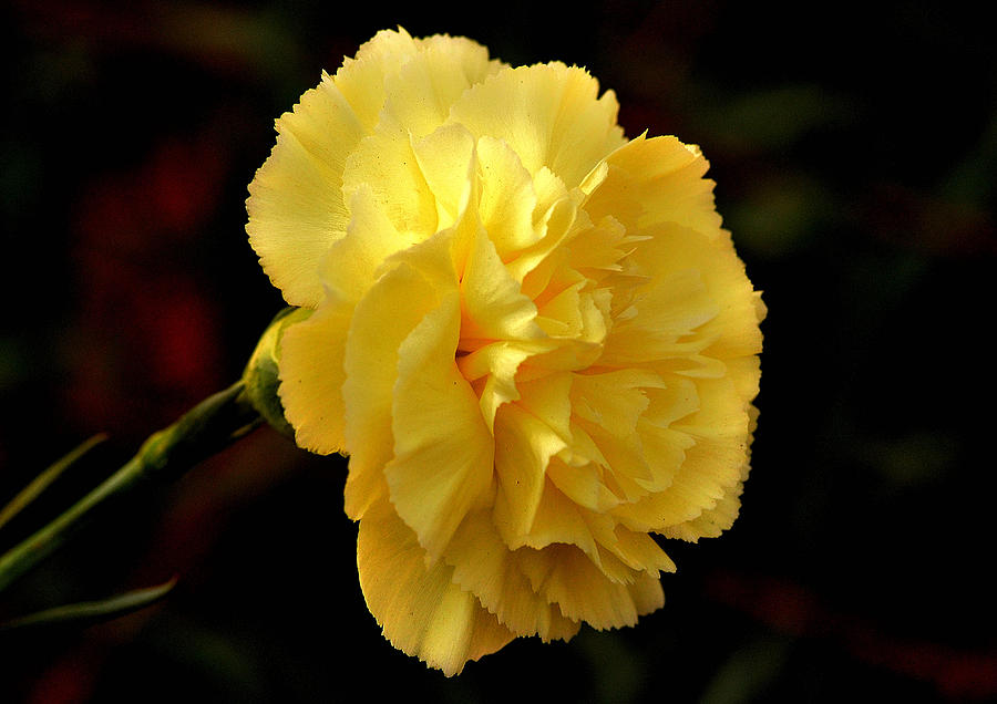 Carnation Yellow Plant.