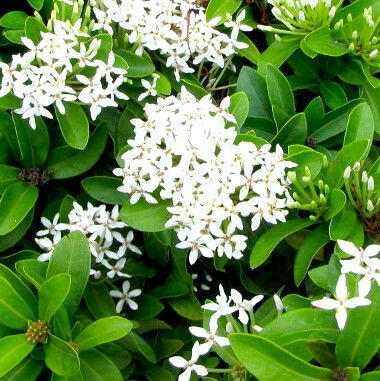 White Ixora Plant.