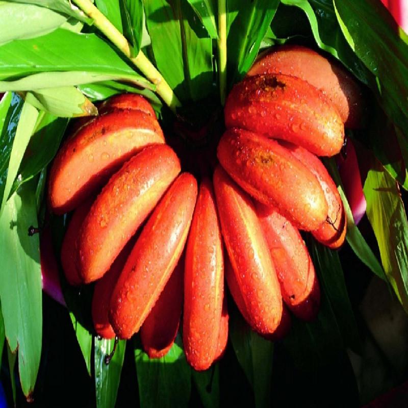 Grafted Banana Red Plant.