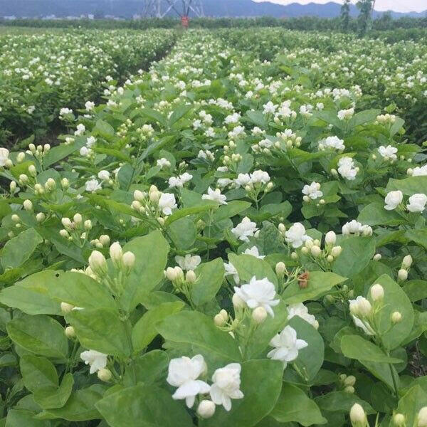 Double Layered Arabian Jasmine Plant.