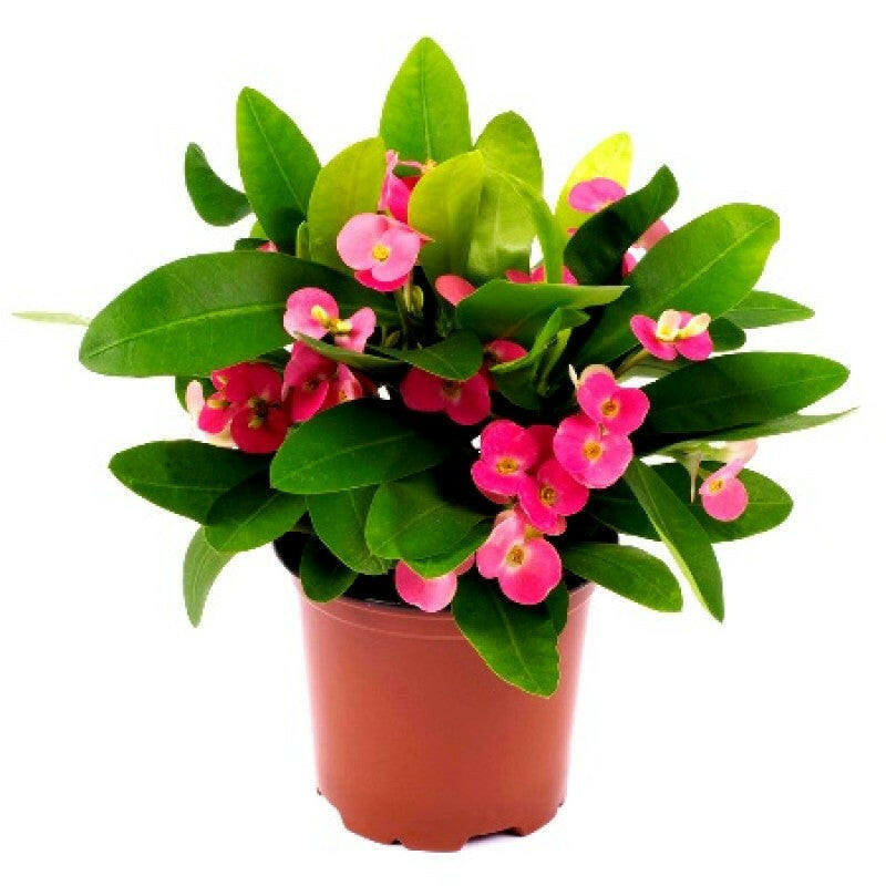 Euphorbia Red - Christ Priest Plant.