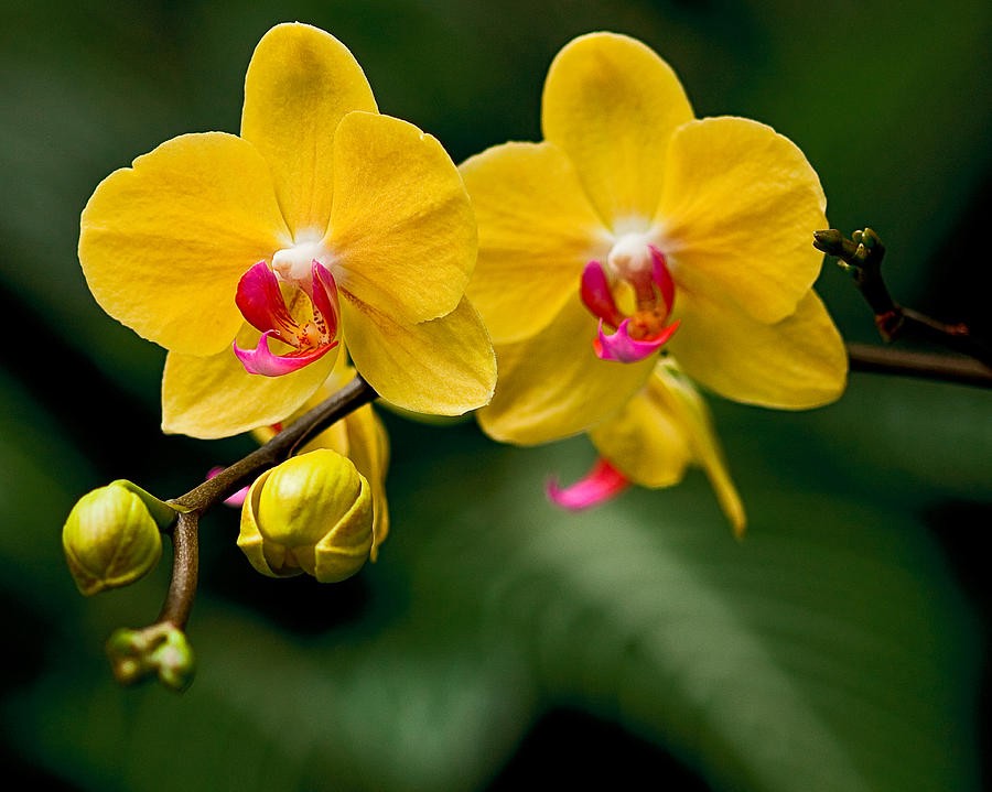 Orchid Yellow Plant.