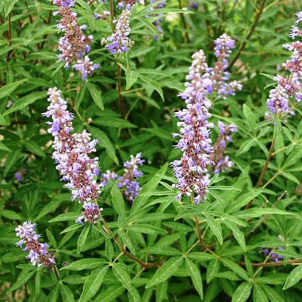 Nirgundi - Vitex negundo Plant.