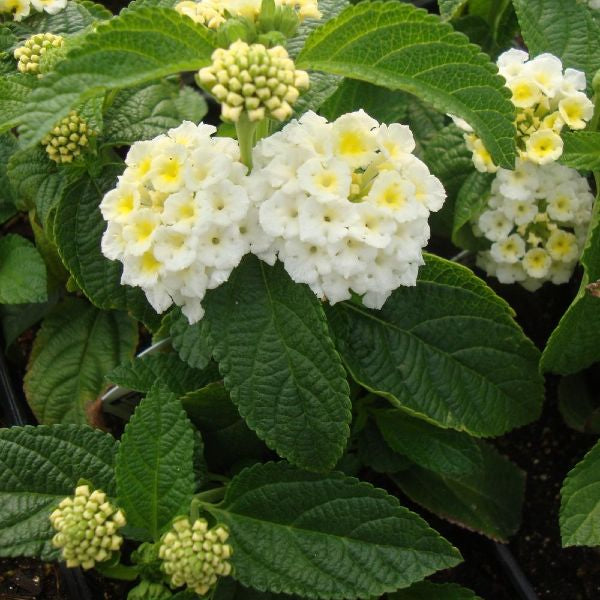 White Lantana Plant.