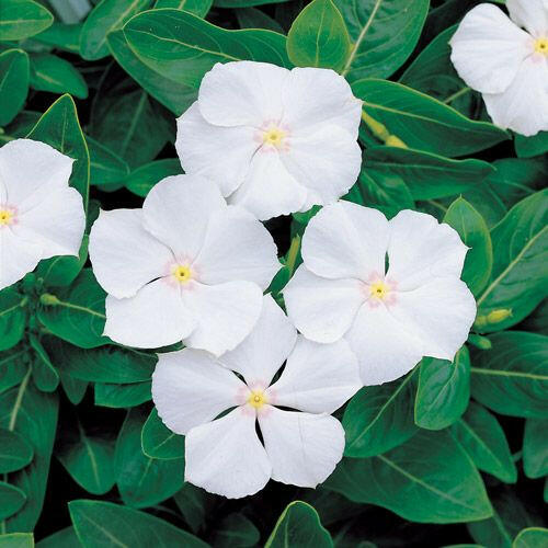 White Vinca Plant.