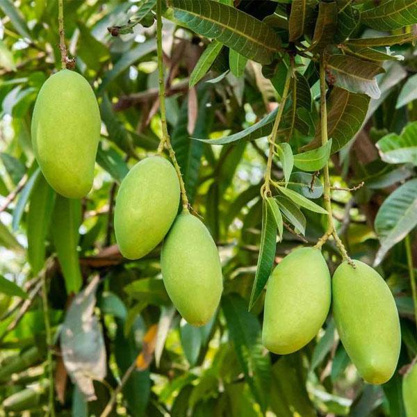 Grafted Raw Mango Plant.