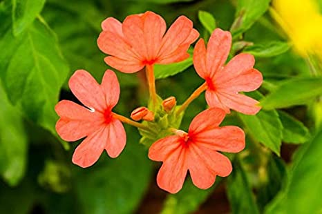 firecracker flower -Kannakabaram Plant.