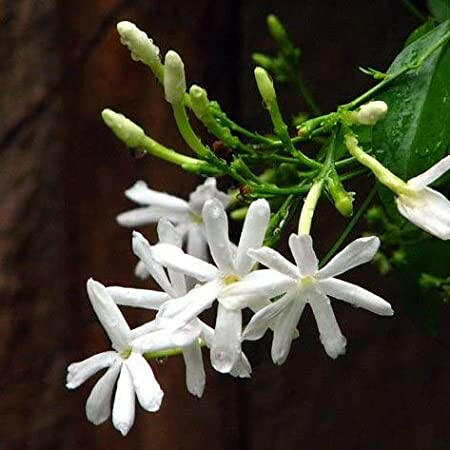 Winter Jasmine - Nithya Malli Plant.