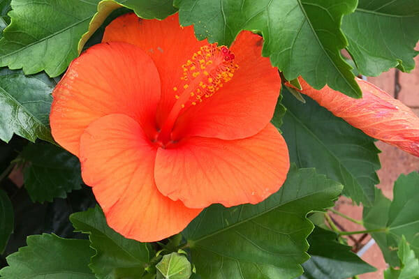 Orange Cluster Hibiscus Plant - Gudhal Plant.