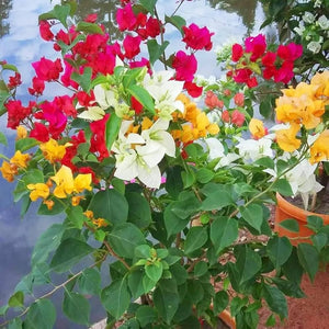 Open image in slideshow, Multicolor Bougainvillea Plant
