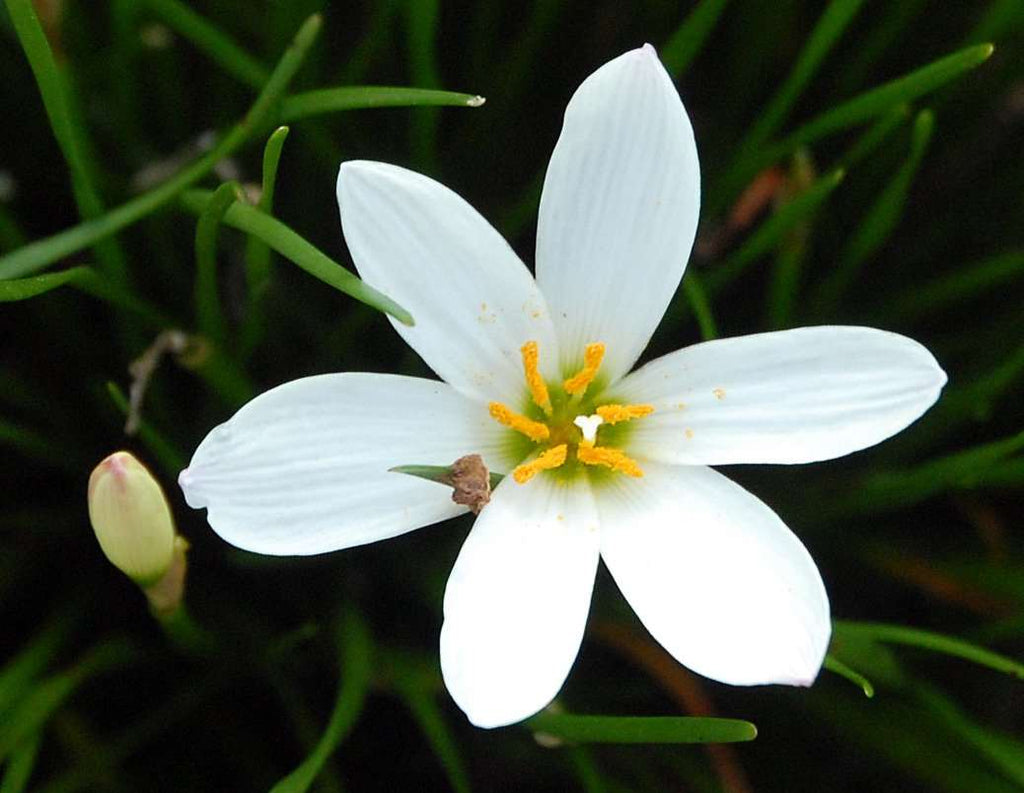 Rain Lily White Plant.