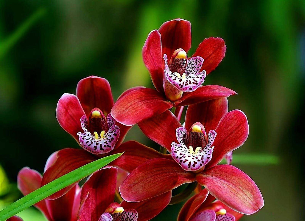 Orchid Red Plant.