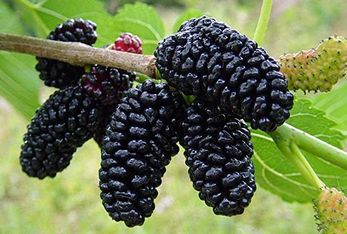 Grafted Mulberry Fruit Plant.