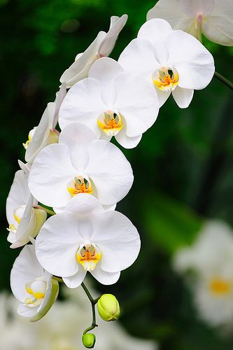 Orchid White Plant.