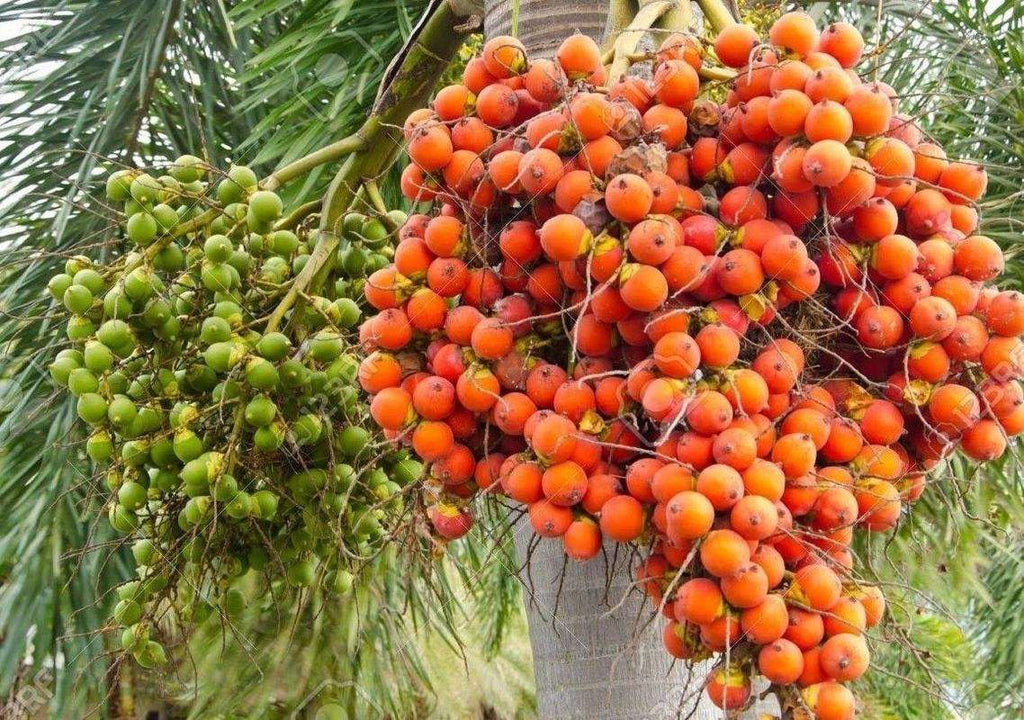 Grafted Areca Nut Fruit Plant.