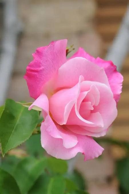 Baby Pink Rose Plant.