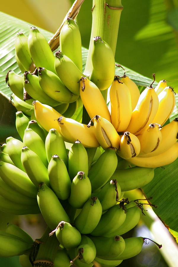 Grafted Banana Yelakki Plant.