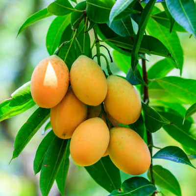 Grafted Banganapalli Mango Plant.