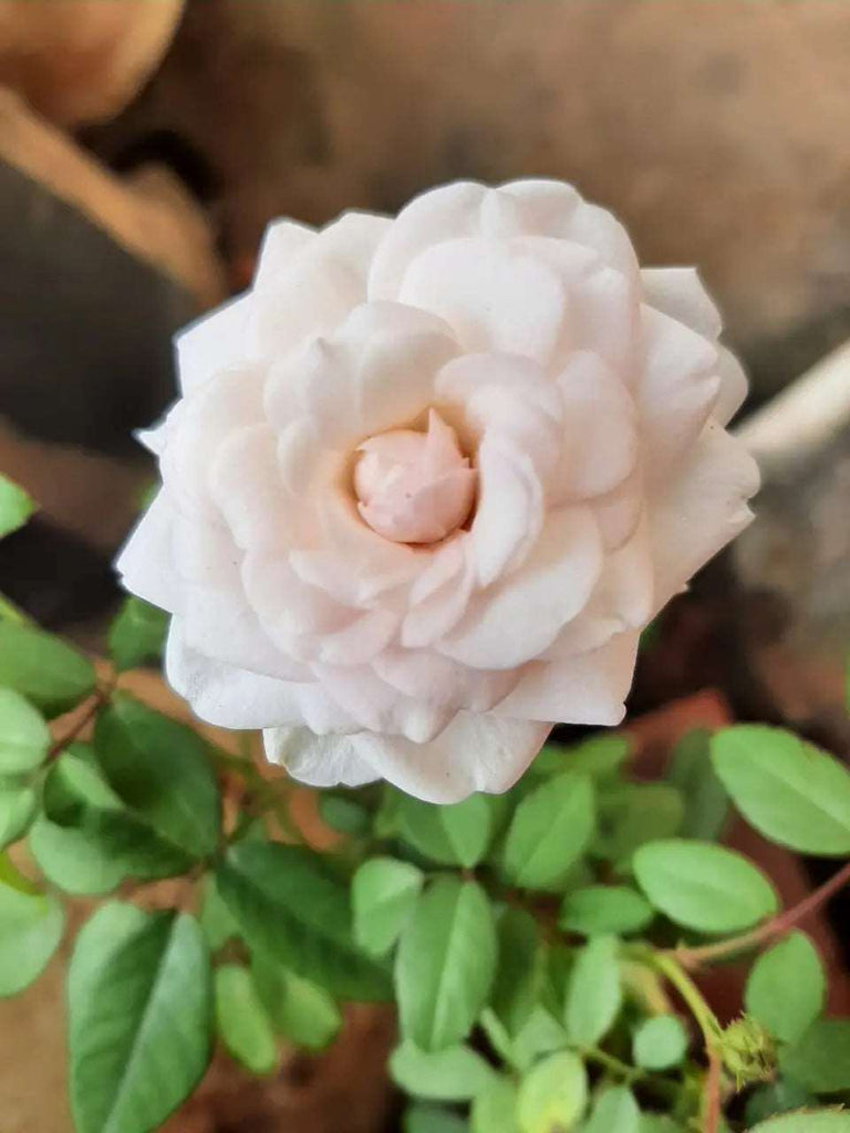 Creamish Sandal Rose Plant.