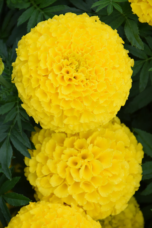 Yellow Marigold.