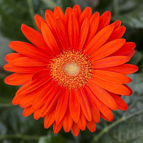 Orange Gerbera Plant.