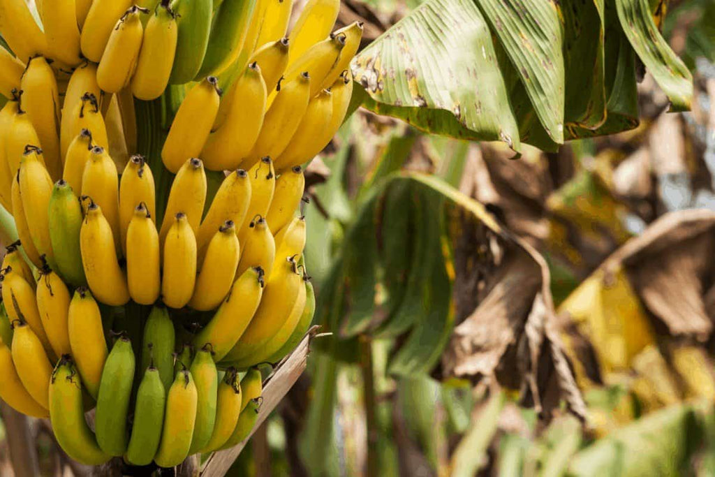 Grafted Banana Rasthali Plant.