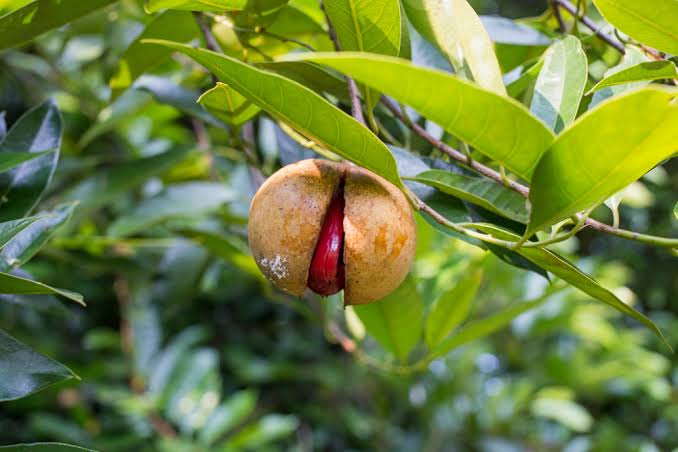 Nutmeg Plant.