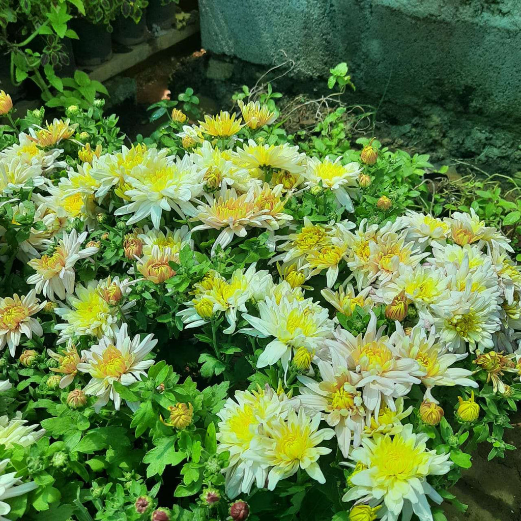 Shevanti, Chrysanthemum Double Color Plant.