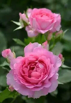 Miniature Rose - Button Rose (Pink) Plant.