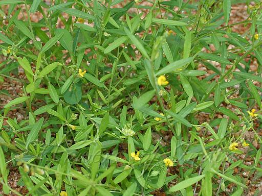 Polygala Elongata - Perianangai / Periyananka Plant.