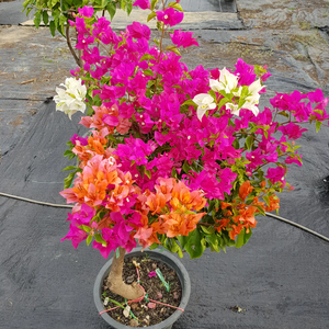 Multicolor Bougainvillea Plant