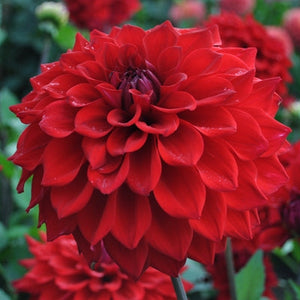 Open image in slideshow, Dahlia Plant - Dahlia pinnata
