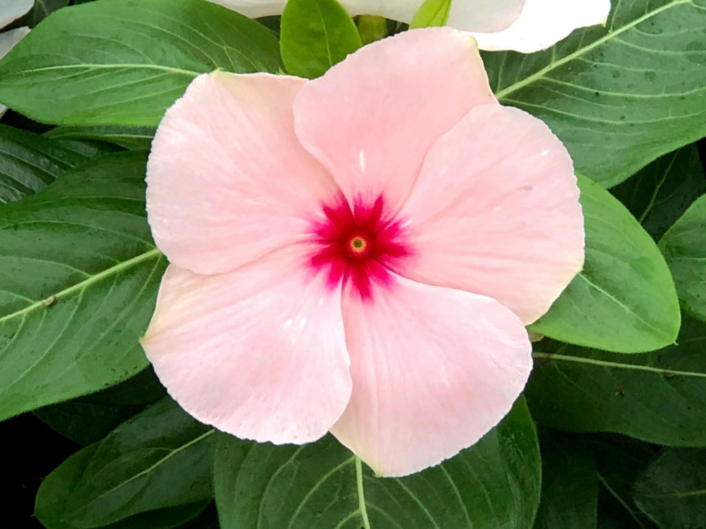 White Pink Vinca Plant.