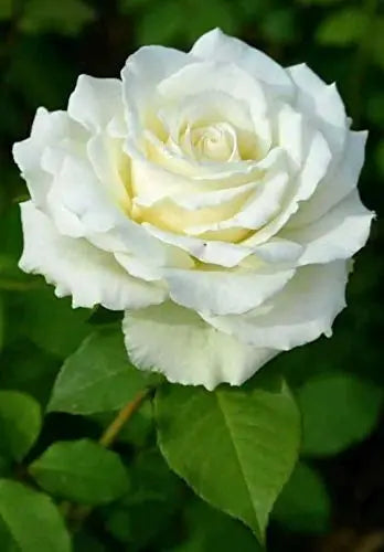 White Rose Plant.