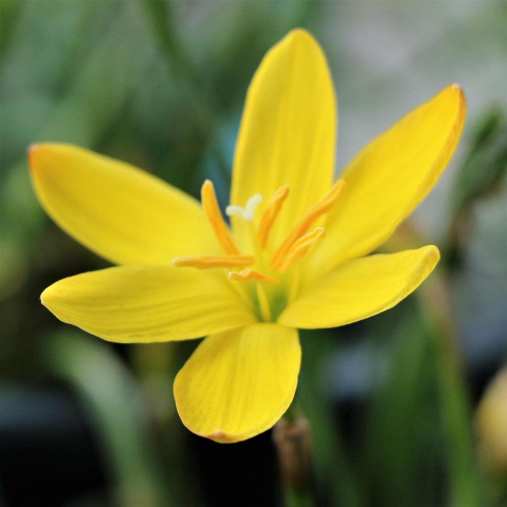 Rain Lily Yellow Plant.