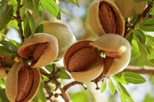 Grafted Almond Fruit Plant.