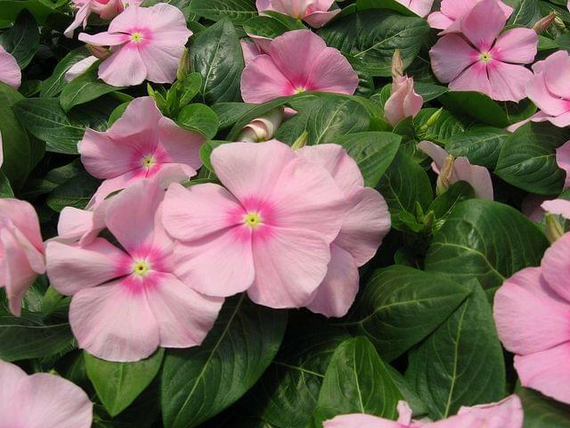 Baby Pink Vinca Plant.