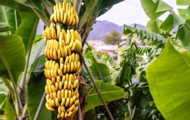 Grafted Banana Robusta Plant.