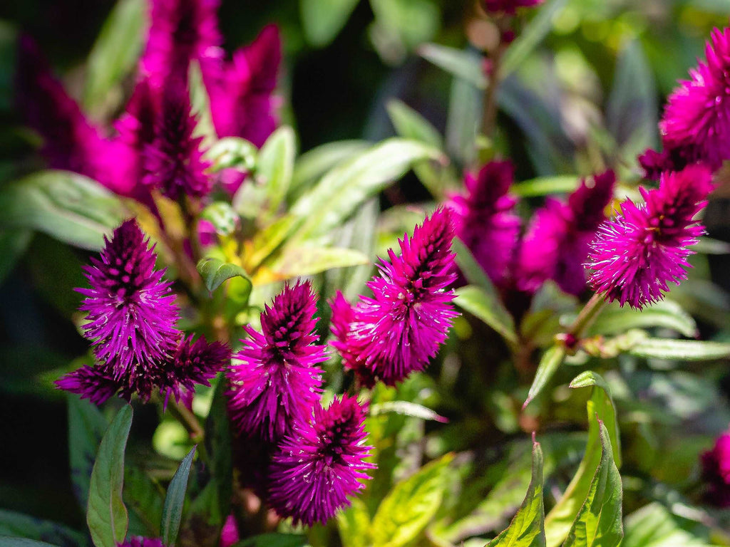 Celosia - Cocks Comb Plant.