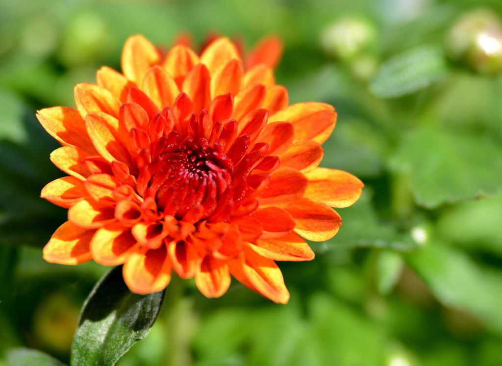 Shevanti, Chrysanthemum Orange Plant.