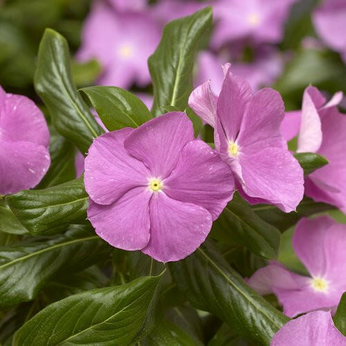 Purple Vinca Plant.