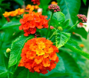 Orange Lantana Plant.