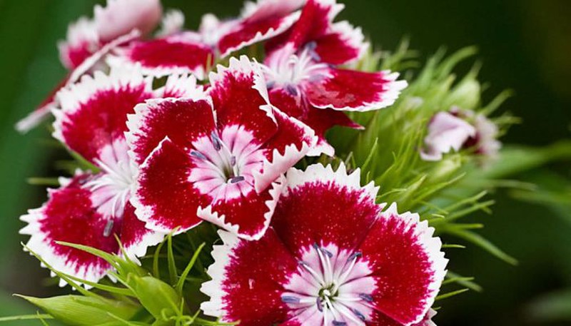 Dianthus Plant.