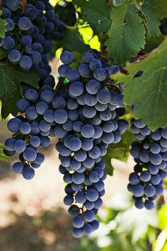 Grafted Black Paneer Grapes Fruit Plant.