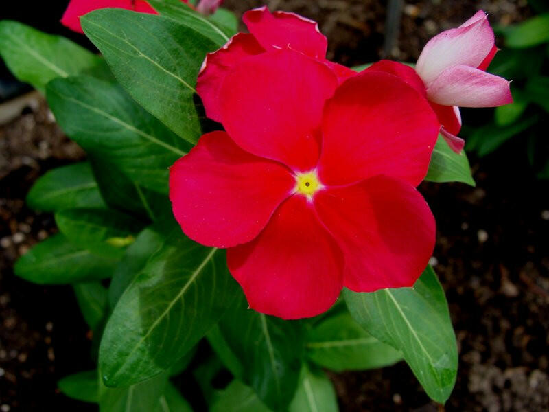 Red Vinca Plant.