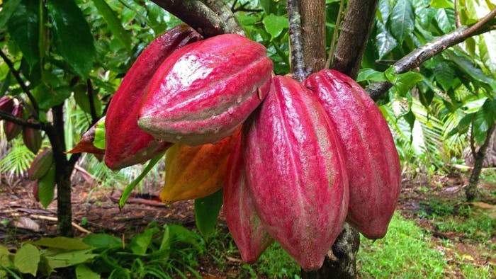 Grafted Chocolate Plant.