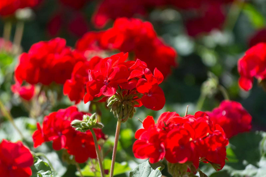 Geranium Plant.