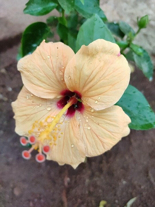 Cream Hibiscus Plant - Gudhal Plant.